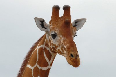 Net Giraffe Samburu