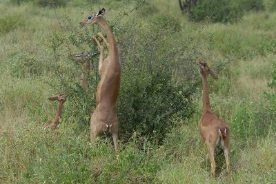 Gerenuk Samburu Feeding on hindlegs