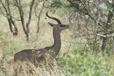 Male Gerenuk  Samburu