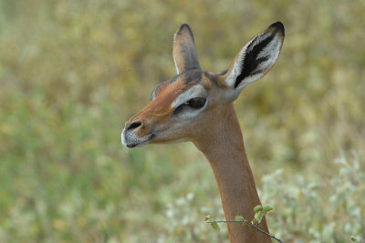 Gerenuk Samburu