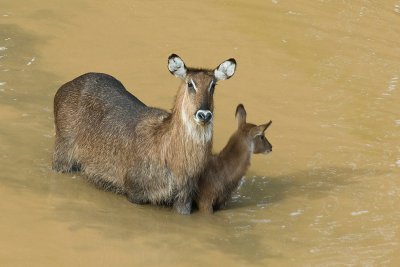 Waterbuck Mother and calf  Mount Kenya