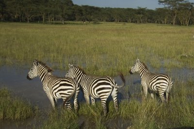 Zebra's Nakuru