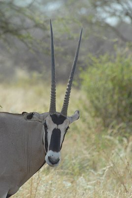 Spiesbok  Samburu