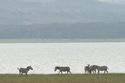 Zebra's Lakeside Nakuru