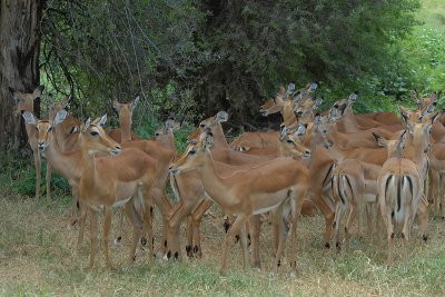 Impala's  Samburu