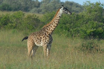 Masai Giraffe  Masai Mara