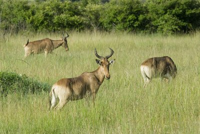 Hartebeast  Masai Mara