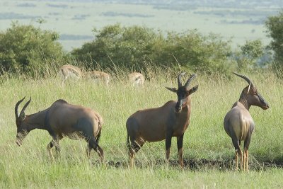 Topi  Masai Mara