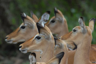 Impala's  Samburu