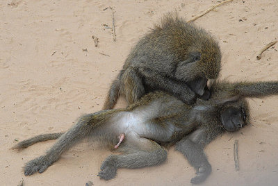 Baboons  Samburu