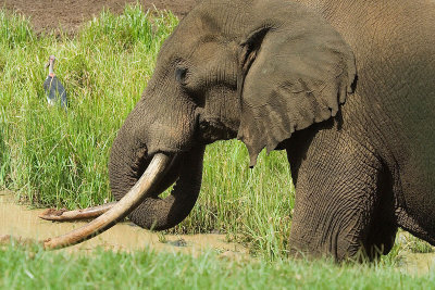 African Elephant  Mount Kenya