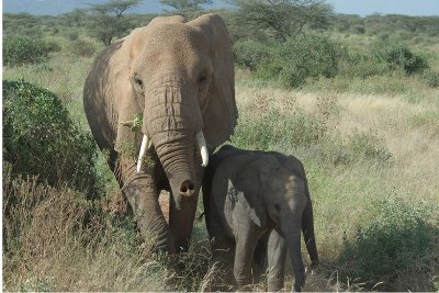 African Elephant  Samburu