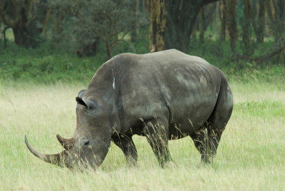 White Rino  Nakuru