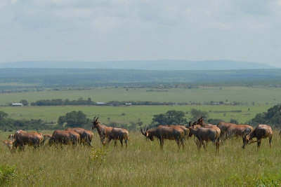 Topi's  in Masai Mara plains