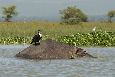 Hippo and Cormerant  Naivasha