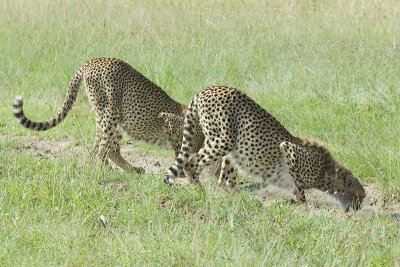 Cheetahs  drinking  Masai Mara