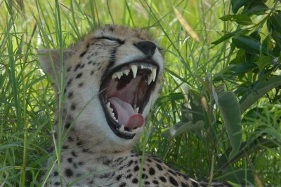 Cheetah  yawning  Masai Mara