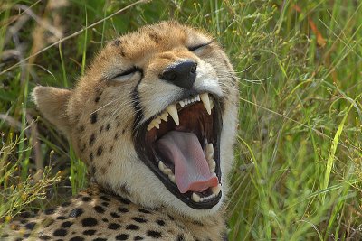 Cheetah yawning  Masai Mara