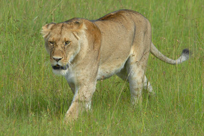 Lion  Masai Mara