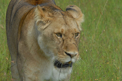 Lion   Masai Mara