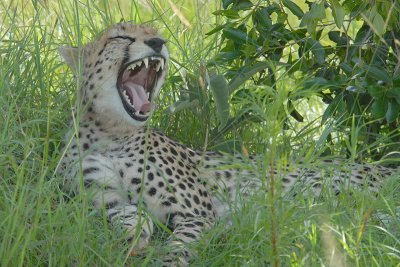 Yawning Cheetah   Masai Mara