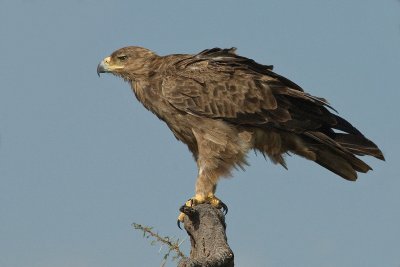  Tawny Eagle  Samburu