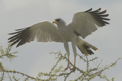 KENIA   2007  BIRDS