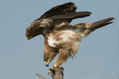  Tawny Eagle