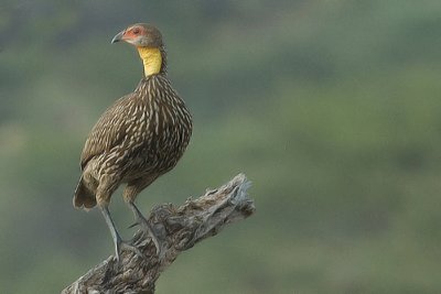 Yellow - Necked Spurfowl  Samburu