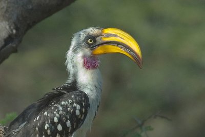 Yellow-Billed Hornbill  Samburu