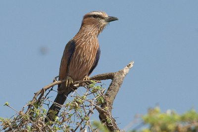 Rufous-Crowned Roller  Samburu