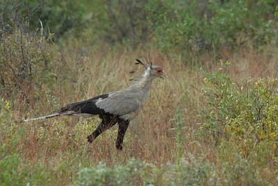 Secretary Bird  Samburu