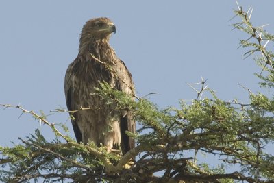 Tawny Eagle  Nakuru