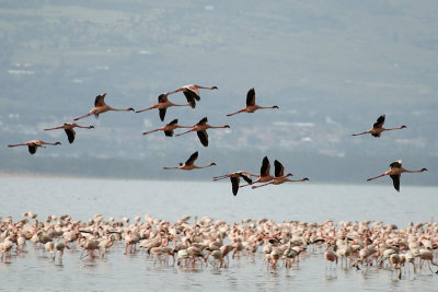 Lesser Flamingo  Nakuru