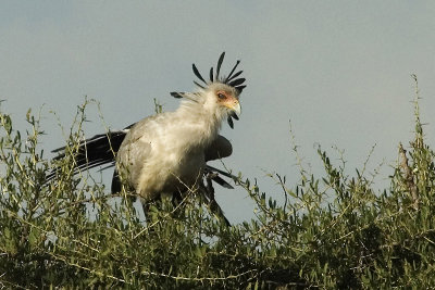 Secretary  Bird  Masai Mara