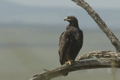 Tawny Eagle  (male) Masai Mara