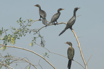 Long-Tailed Cormorant   Naivasha