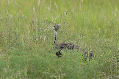 Black-Bellied Bustard  Masai Mara