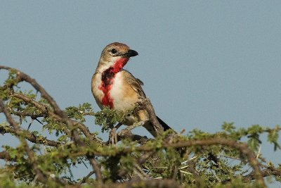 Rosy-Patched Bush-Shrike  Samburu
