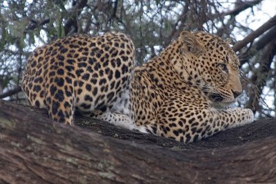 Leopard   Samburu