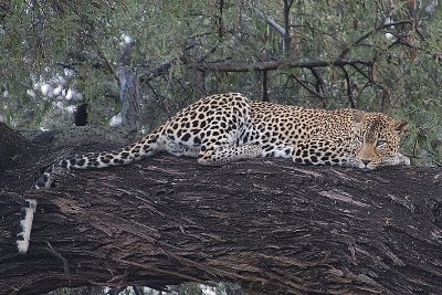 Leopard   Samburu