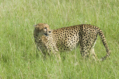 Cheetah   Masai Mara