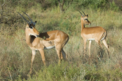 Impalas   Samburu.