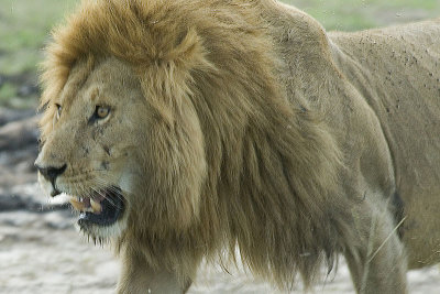 Lion  Masai Mara.