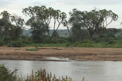 Samburu River and Lions
