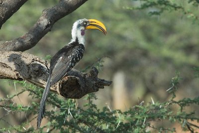 Yellow-Billed Hornbill. Samburu