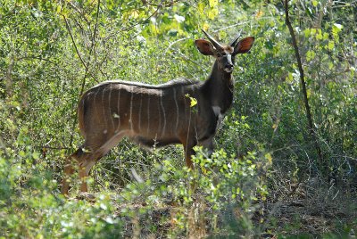 Nyala male  Kruger