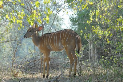 Nyala female   Kruger