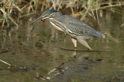 Greenbacked Heron and Fire Dragonfly