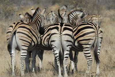 Common Zebra   Kruger